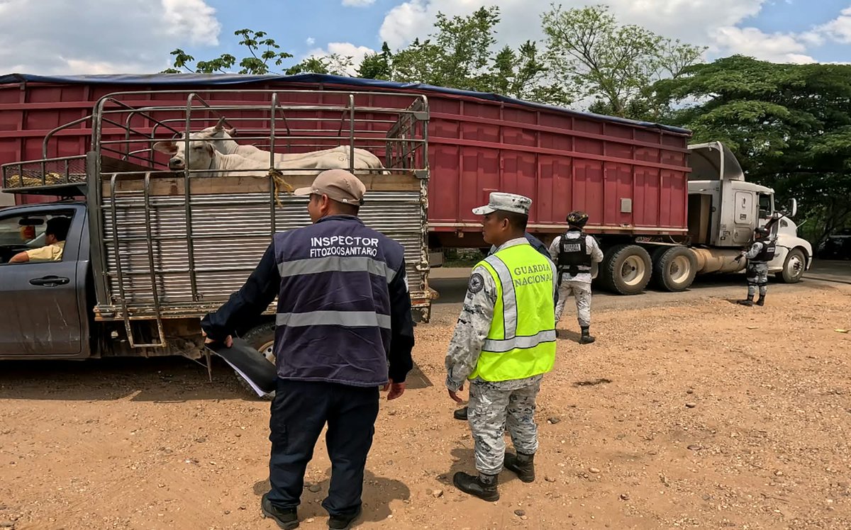 MasNoticiasRTV's tweet photo. Refuerzan #inspecciones contra el #gusano barrenador del #ganado en el sur-sureste
✍️Carlos Andrade
Más información 👇
https://t.co/l7GuMgX2yc https://t.co/Y24jF6cDlQ