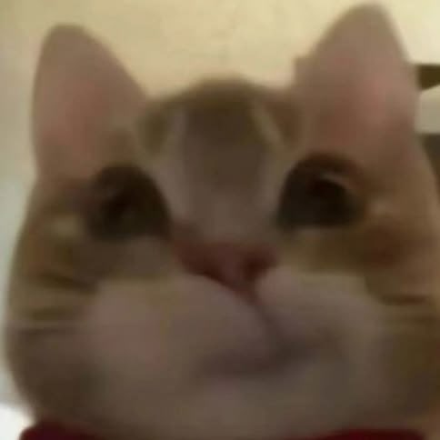 hoondiaryz's tweet photo. hoon miaw🐱 https://t.co/8OaxRvMtml
