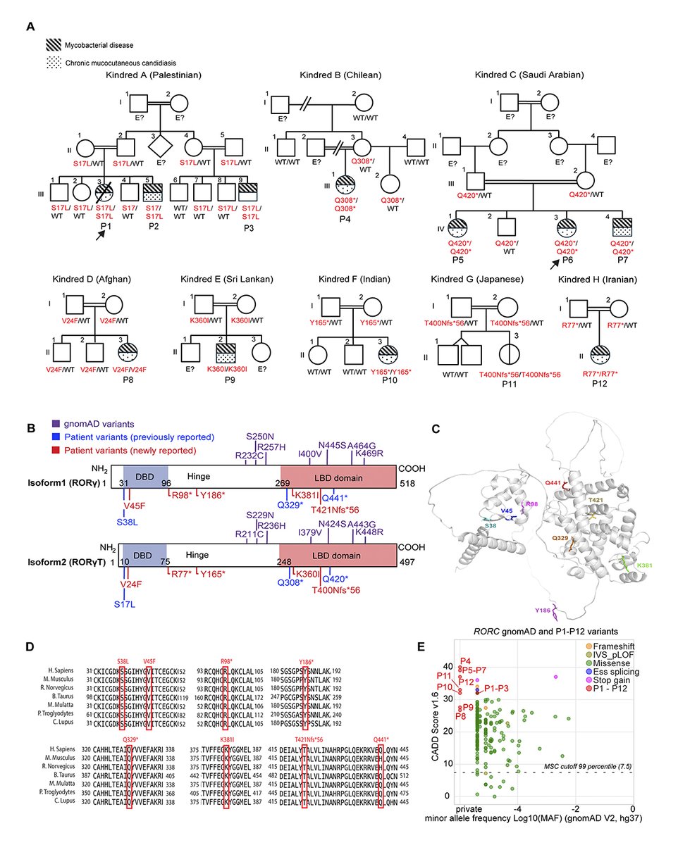 JExpMed's tweet photo. Fagniez et al identify new patients w/ inherited RORγT deficiency characterized by impaired TCRα rearrangement, depletion of MAIT &amp; iNKT cells, reduced numbers of TH17, TH1* &amp; CD8+ T cells, &amp; defective IFN-γ &amp; IL-17 immunity against Mycobacterium &amp; Candida https://t.co/rfCtTJvd0x https://t.co/GbGWuGh4sU