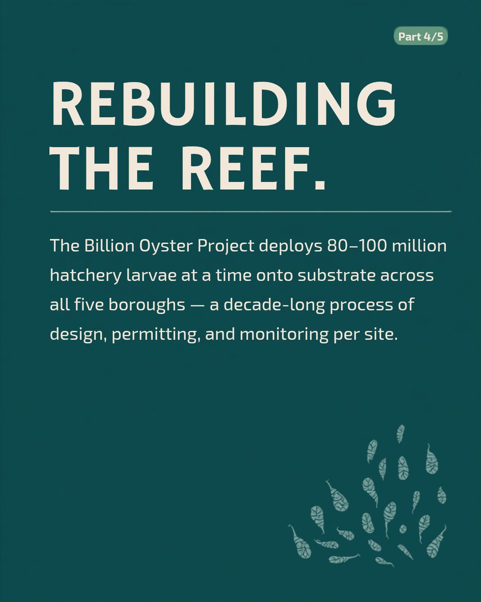 sci_inquirer's tweet photo. New York was once the Big Oyster. Billion Oyster Project is rebuilding those reefs, one harbor at a time. 🦪 #nyc #conservation #history https://t.co/F8GOAlMU3G https://t.co/13iXPwwaYP