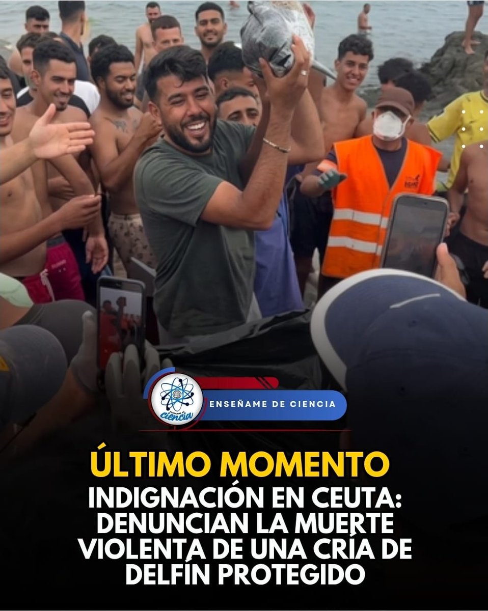 EnsedeCiencia's tweet photo. Una cría de delfín mular, especie protegida, murió en la playa de El Trampolín, en Ceuta. La asociación ambiental DAUBMA presentó una denuncia formal ante la Guardia Civil y entregó fotografías, videos y capturas para que se investigue lo ocurrido y se identifique a los presuntos responsables.