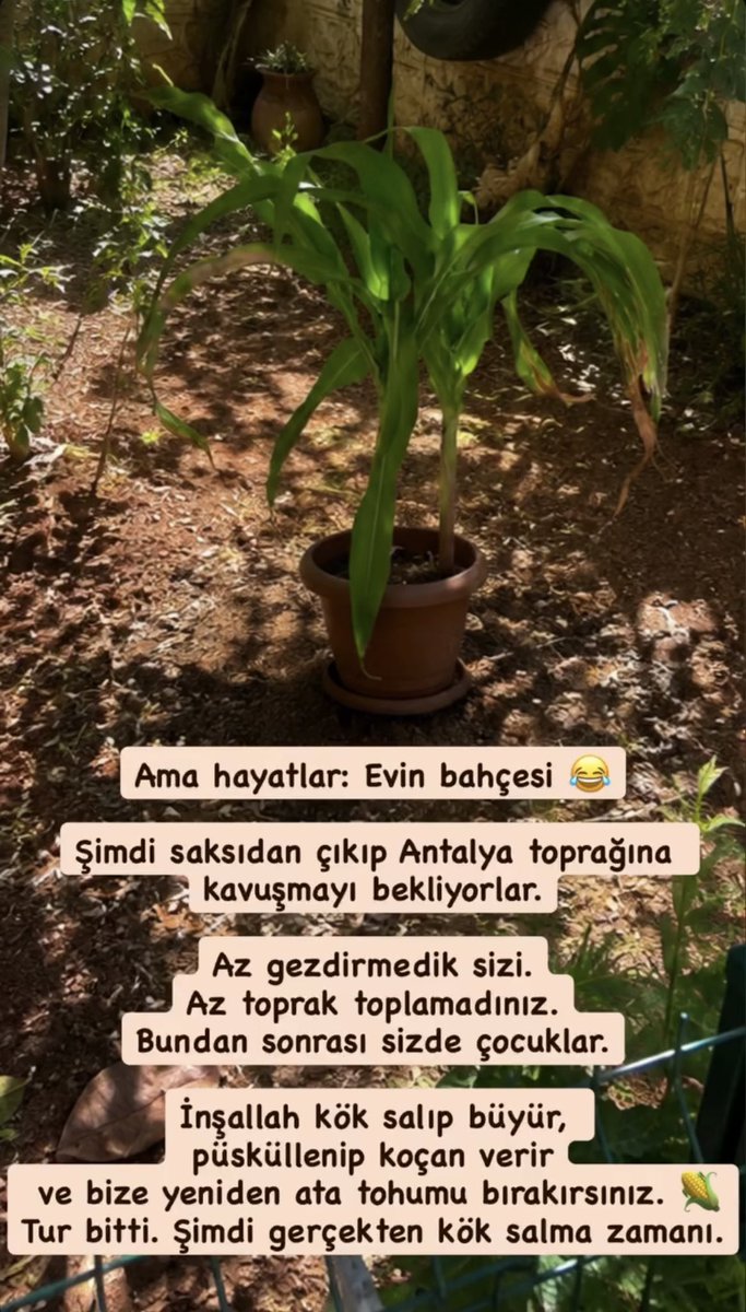 melikectk's tweet photo. Gerçekler: evin bahçesi. 😂

Az gezmediniz, az toprak toplamadınız.
Tur bitti çocuklar. 🌽

Şimdi gerçekten kök salma zamanı.
Büyüyün, püsküllenip koçan verin; bize yeniden ata tohumu bırakın. ❤️ https://t.co/lpIbkIQgrs