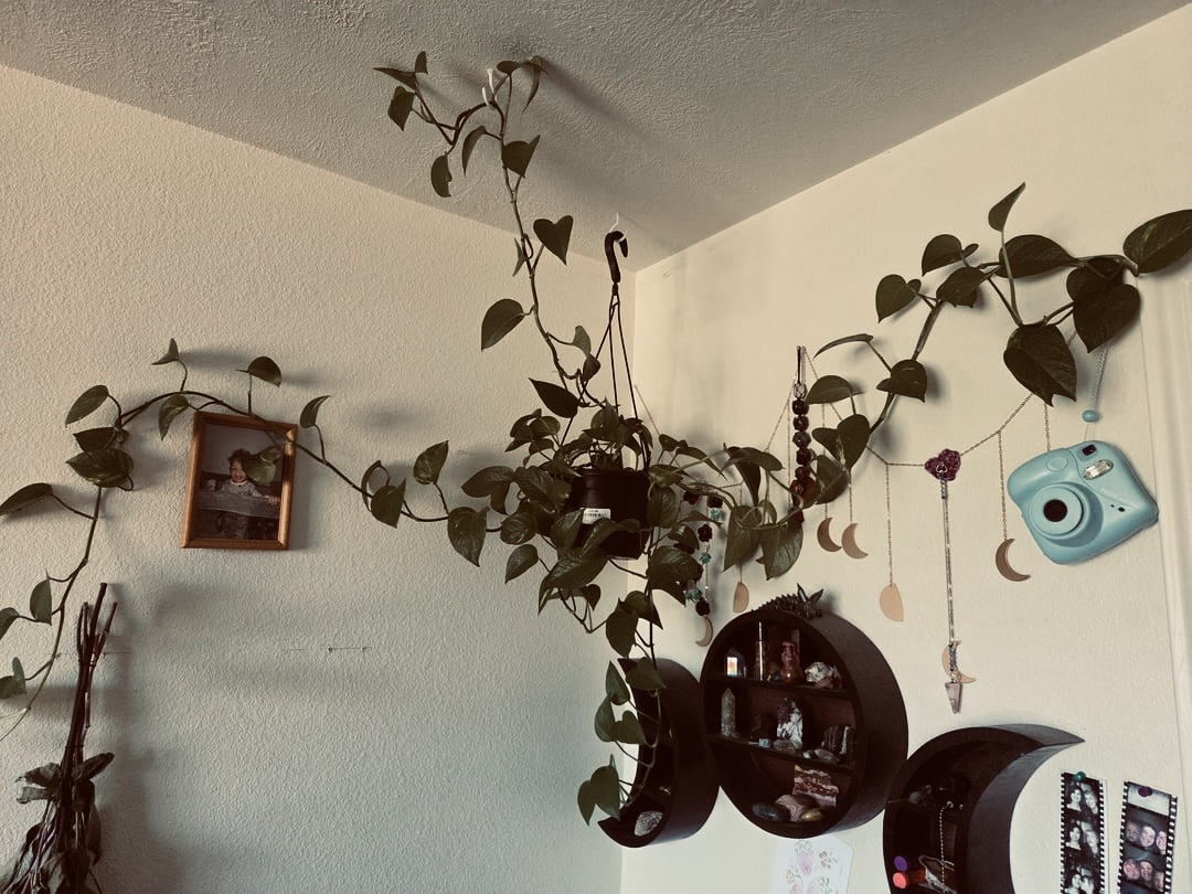 es404020's tweet photo. @onesignal  helps Sprout bring plant parents back at the right moment 🌱
Personalised care reminders, daily check-ins, growth-photo nudges and gentle re-engagement journeys—based on each plant’s real needs, never notification spam.
#BuildInPublic #OneSignal #shipaton https://t.co/y9fZi1tQ2T
