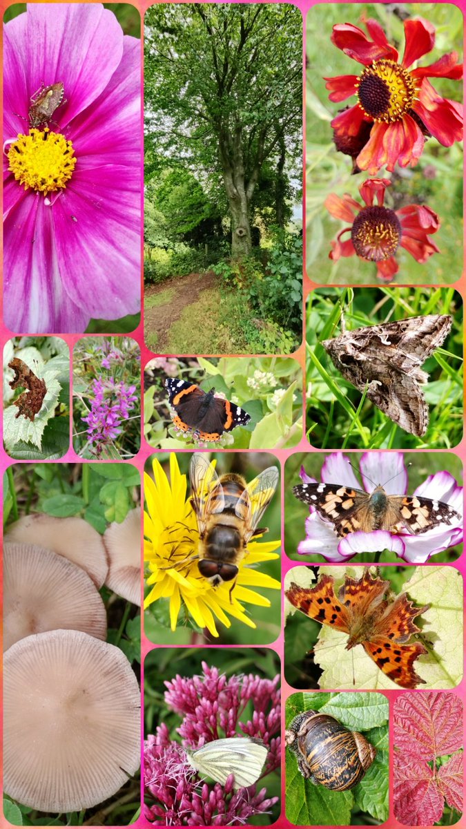 s4r4h_l's tweet photo. #JoinMeOnMyWalk a lovely sunny one today, albeit rather blustery too, but it didn't bother the #butterflies, #Moths and #hoverflies. A few fungi for good measure too! Certainly an #autumn feel now! @ThePhotoHour #Lancashire https://t.co/pKaZJnTs3f