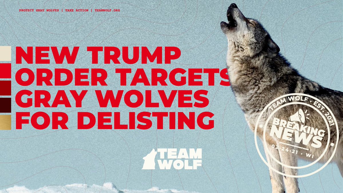 teamwolf_org's tweet photo. 🚨 BREAKING—ON NATIONAL WILDLIFE DAY: @POTUS just signed an order targeting Gray Wolves and endangered Mexican Gray Wolves. It directs @Interior to pursue delisting and asks Congress to act—where lawmakers can bypass the ESA’s science-based process. Stand with wolves! https://t.co/EGwvGw2AaJ