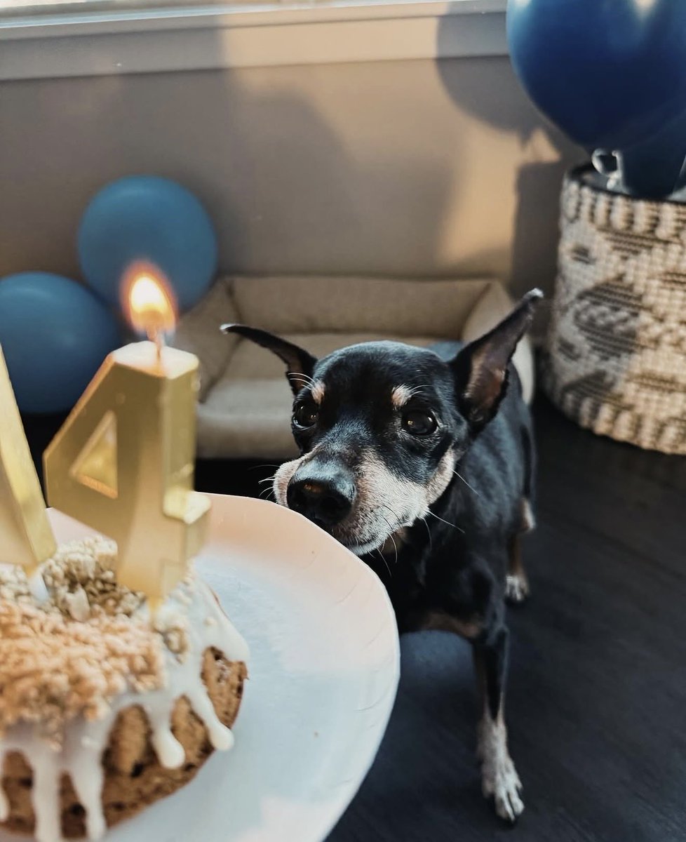 HummusThunder's tweet photo. rest in peace lil man, love you snoopy 🖤 https://t.co/2Oa8yULlj1