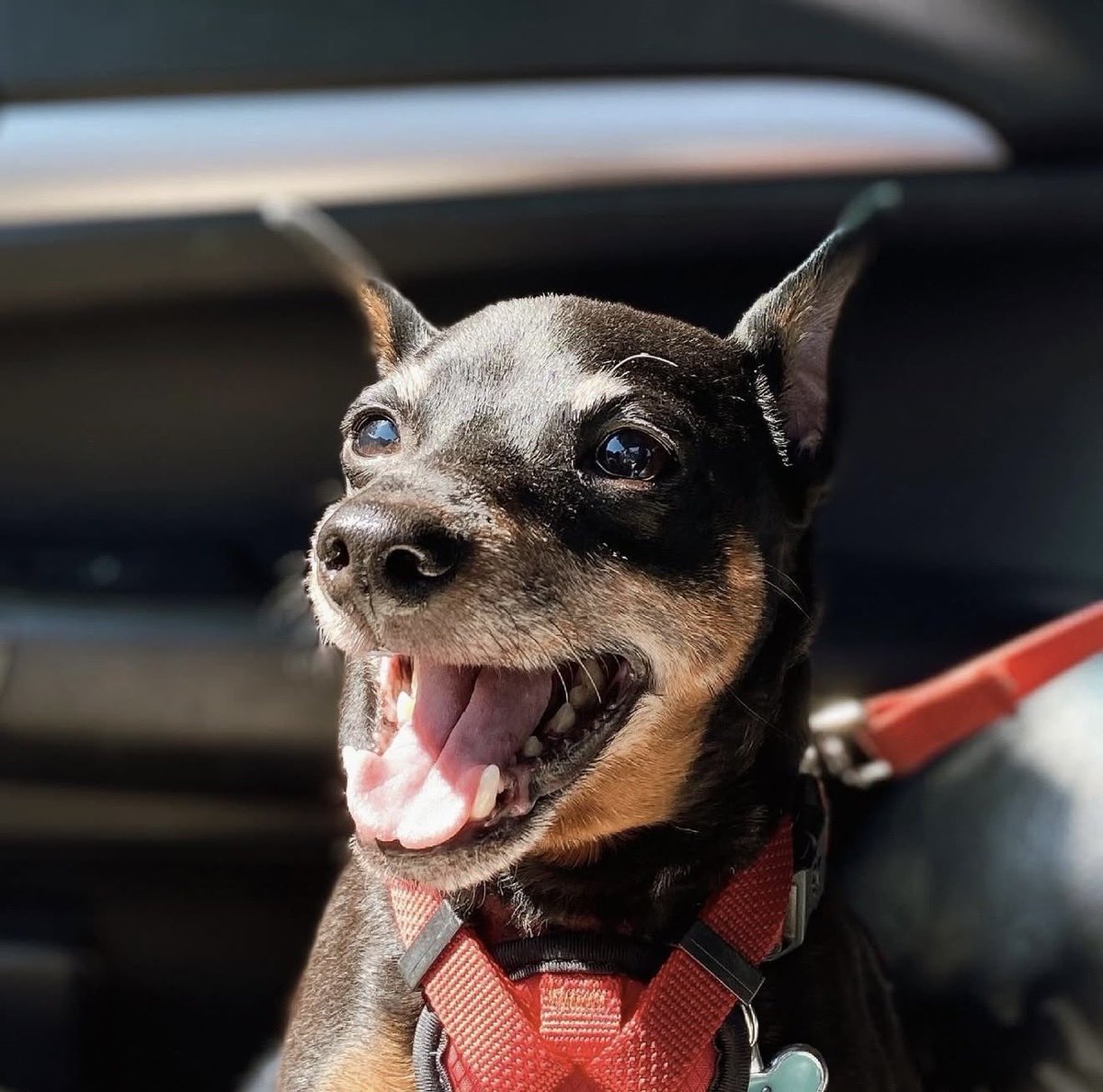 HummusThunder's tweet photo. rest in peace lil man, love you snoopy 🖤 https://t.co/2Oa8yULlj1
