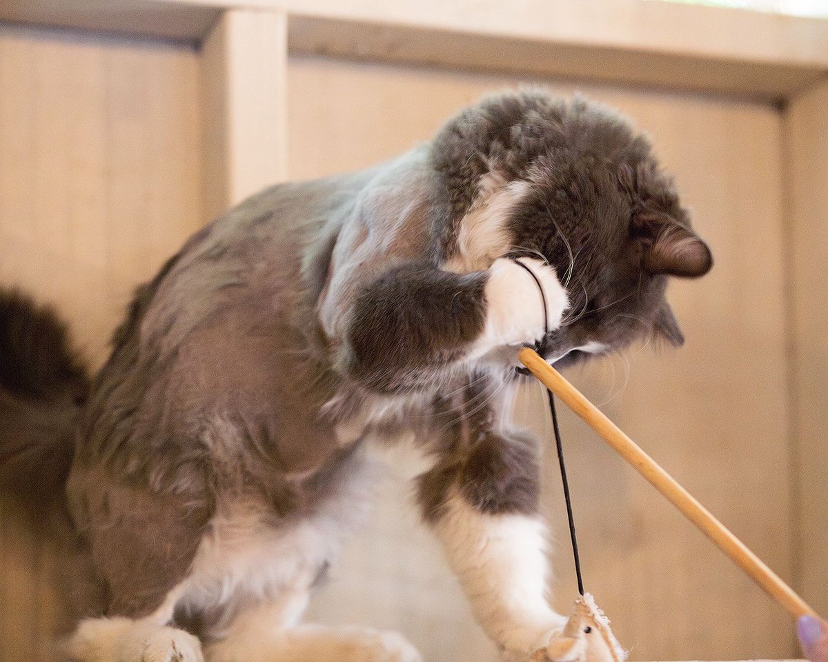 WishesRescue's tweet photo. It's our weekly plea to find a home for 3yo DREAMY, cuddly lap cat who loves to play, gets along with kids, cats, and dogs, and is a fluffy boy with a broken little tail. This is a SUPERB cat!! https://t.co/VJ6B33R5uN