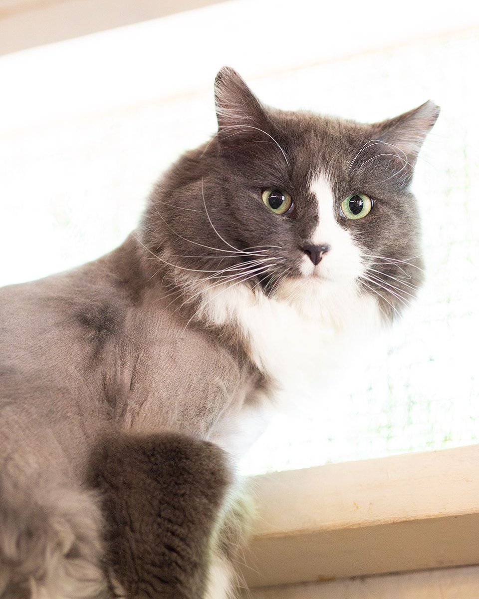 WishesRescue's tweet photo. It's our weekly plea to find a home for 3yo DREAMY, cuddly lap cat who loves to play, gets along with kids, cats, and dogs, and is a fluffy boy with a broken little tail. This is a SUPERB cat!! https://t.co/VJ6B33R5uN