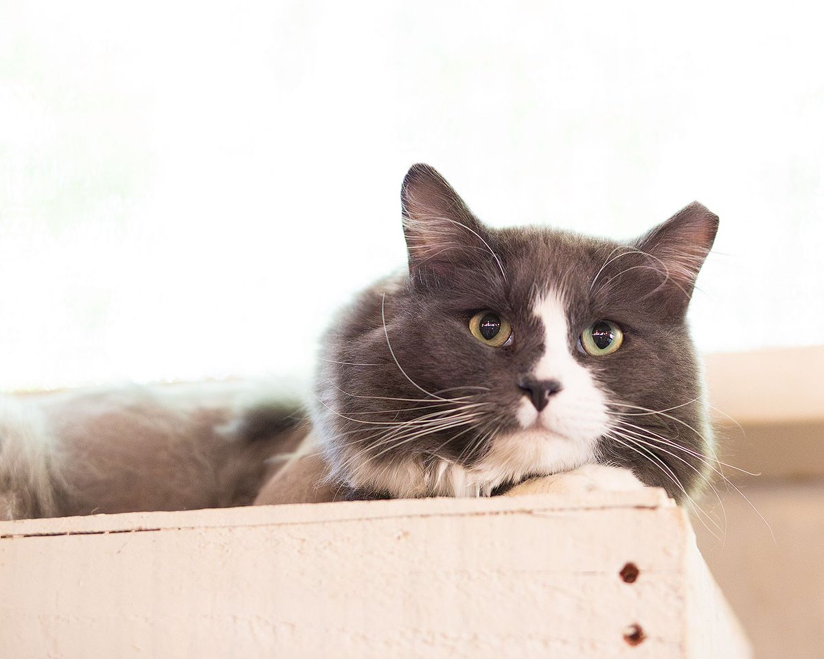 WishesRescue's tweet photo. It's our weekly plea to find a home for 3yo DREAMY, cuddly lap cat who loves to play, gets along with kids, cats, and dogs, and is a fluffy boy with a broken little tail. This is a SUPERB cat!! https://t.co/VJ6B33R5uN