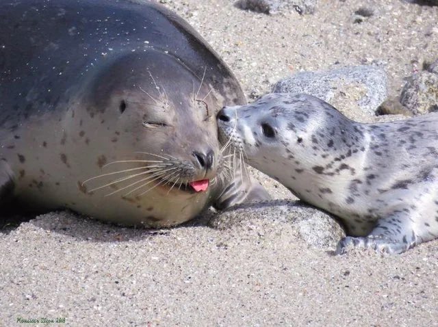 Clementine_OW's tweet photo. let's be silly with mama https://t.co/eJY4OFpU4S