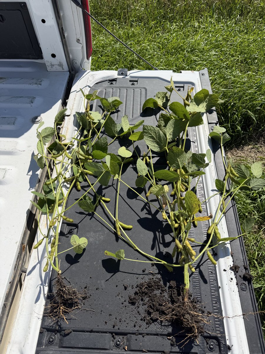 Jebber11's tweet photo. Ever find a soybean that’s just consistent year over year? Thunder Seed has that for you! Please reach out to your rep or retail to see what fits your area or area. @thunder_seed #87003 #firstinthefield https://t.co/ZMQZMVxxPq