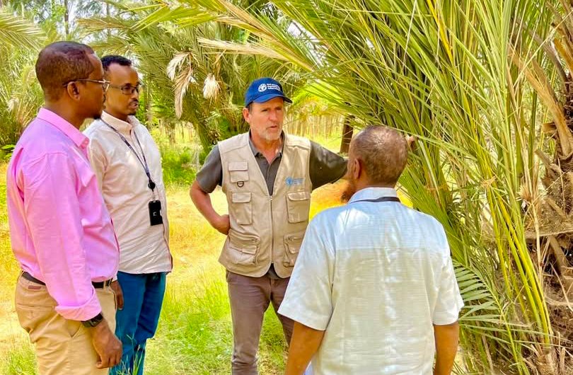 EPeterschmitt's tweet photo. Following Puntland’s Date Palm Exhibition &amp; Market Day in Garowe, I visited date palm farms to see how #FAO can better support farmers across the value chain. The visit confirmed strong opportunities to strengthen climate resilience &amp; sustainable production for #BetterProduction. https://t.co/JKWxIHokpW