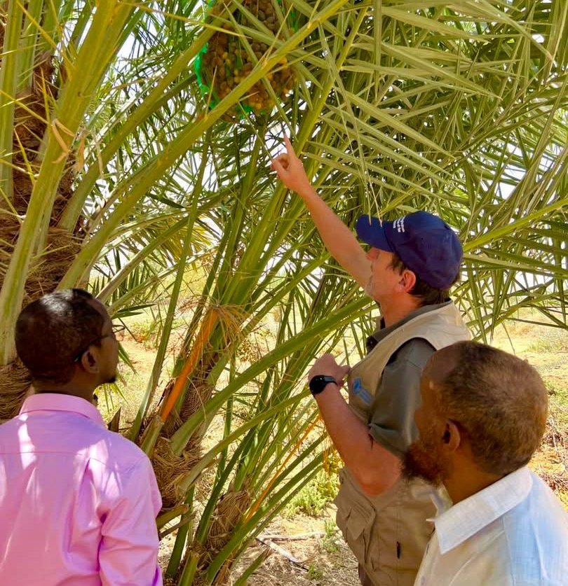EPeterschmitt's tweet photo. Following Puntland’s Date Palm Exhibition &amp; Market Day in Garowe, I visited date palm farms to see how #FAO can better support farmers across the value chain. The visit confirmed strong opportunities to strengthen climate resilience &amp; sustainable production for #BetterProduction. https://t.co/JKWxIHokpW