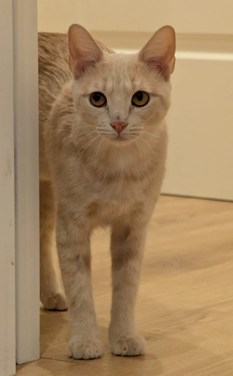 SilviaMylo's tweet photo. Mamá y sus hijas iban a ser adoptadas, les hicieron una analítica y dieron positivo en leucemia felina (no se contagia a perros ni otros animales ni humanos, solo a gatos sanos). No tienen síntomas, están bien, pero no los quieren en la casa, como es natural están separados del gatito pero la mamá (naranja) llora toda la noche, no entiende lo que pasa, los vecinos se quejan y tienen que salir ya 🙏🏻
Por favor, pueden ir por separado por lo menos la preciosa mamá 🙏🏻
Qué tristeza, no tienen derecho a nada y no saben que tienen aún menos que eso, tienen que irse 😭😢💔
Mamá apenas es un cachorro de un añito y las niñas tienen tres meses 😭 💔
Madrid
649919220