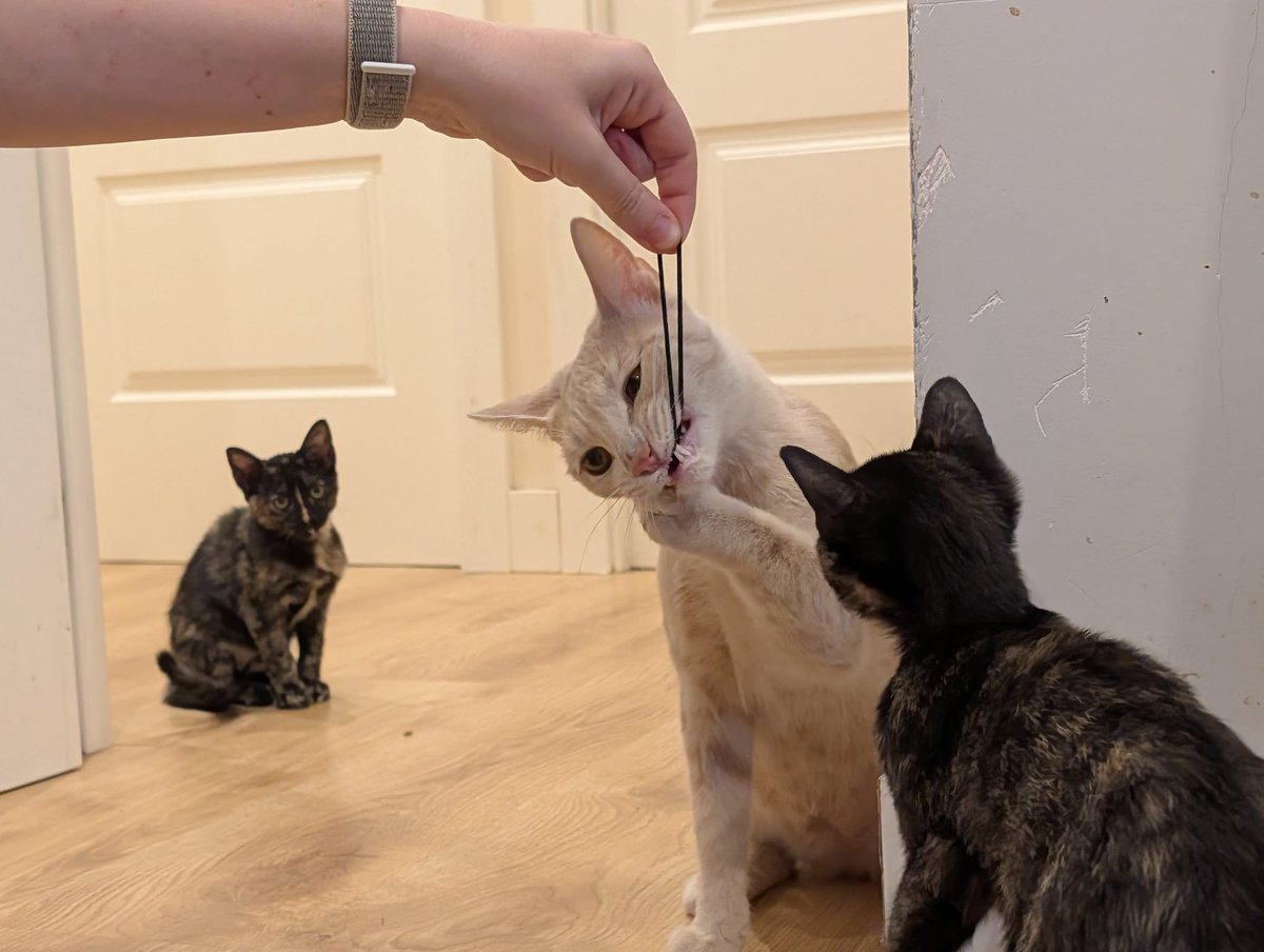 SilviaMylo's tweet photo. Mamá y sus hijas iban a ser adoptadas, les hicieron una analítica y dieron positivo en leucemia felina (no se contagia a perros ni otros animales ni humanos, solo a gatos sanos). No tienen síntomas, están bien, pero no los quieren en la casa, como es natural están separados del gatito pero la mamá (naranja) llora toda la noche, no entiende lo que pasa, los vecinos se quejan y tienen que salir ya 🙏🏻
Por favor, pueden ir por separado por lo menos la preciosa mamá 🙏🏻
Qué tristeza, no tienen derecho a nada y no saben que tienen aún menos que eso, tienen que irse 😭😢💔
Mamá apenas es un cachorro de un añito y las niñas tienen tres meses 😭 💔
Madrid
649919220