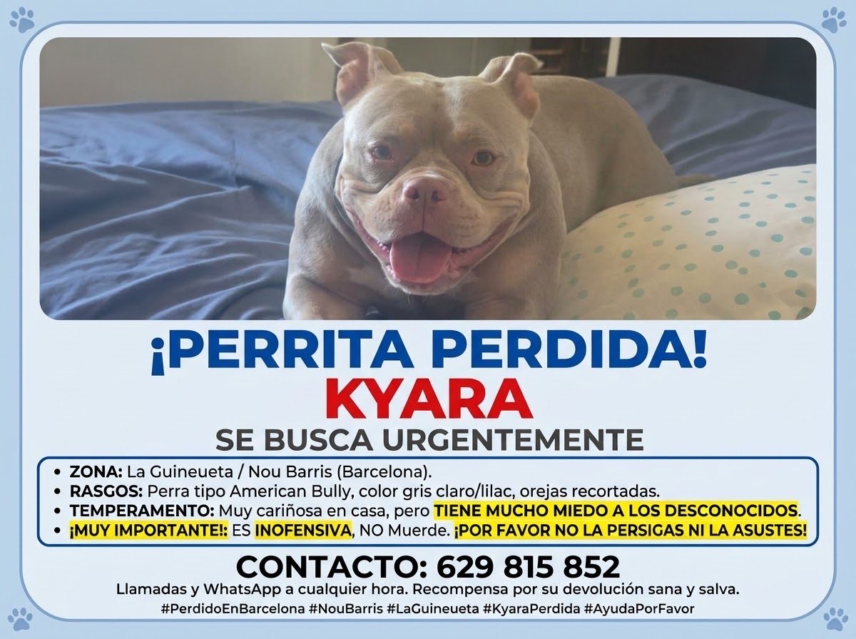 mtmonicaMimi's tweet photo. Ayúdame a encontrarla, por favor. 💔 KYARA se ha perdido en Barcelona (Zona La Guineueta / Nou Barris). Es una perrita tipo American Bully gris claro. Está muy asustada. (Abro hilo con detalles vitales y foto👇) https://t.co/Sl4cHdVIkZ