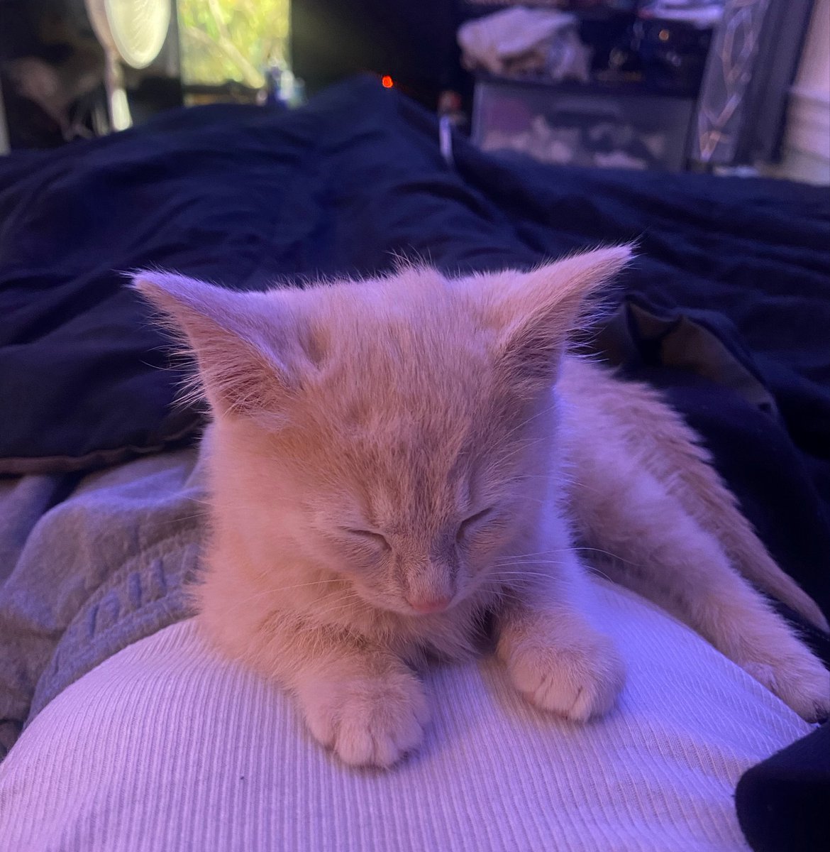 lo_saturna1ia's tweet photo. baby maple https://t.co/l9yAQJPHYE