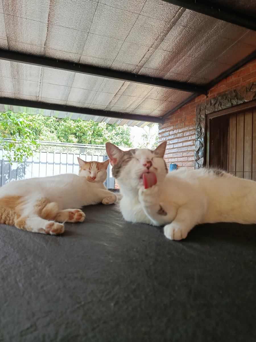 Saragrl_'s tweet photo. @PepitoTheCat Happy birthday, Pépito!! 🎉🐱 Greetings from Rosi and Blanquito all the way from Paraguay! 🇵🇾💕 https://t.co/EMjrUbn9ky