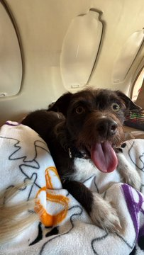 Jduntrzdes's tweet photo. I have been living extremely cheap for months

Grandpas dogs both suddenly died a month ago

Found her a perfect new friend in Colorado 

Didn’t want to drive 14 hours, too big for crate under seat

Grandma gets new dog today ❤️

Private flight it is. Family first, always. DOD https://t.co/OpMZgHdQFm