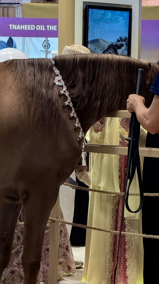 llnbh21's tweet photo. معرض أبوظبي الدولي للصيد والفروسية✨🐎 https://t.co/amWhn2MaHy