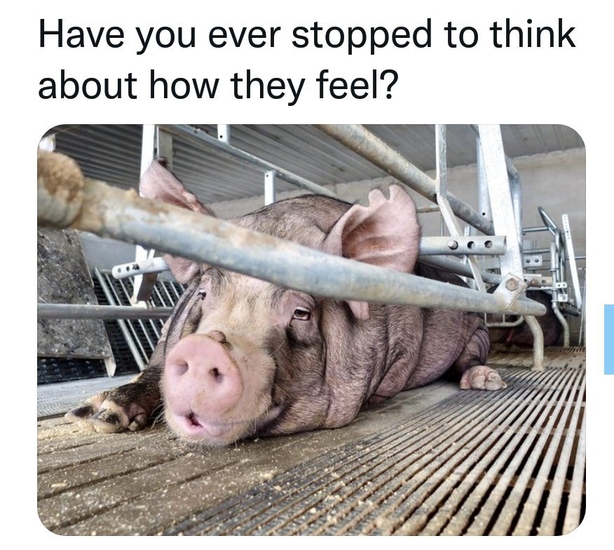 WhyNotVeganism tweet picture