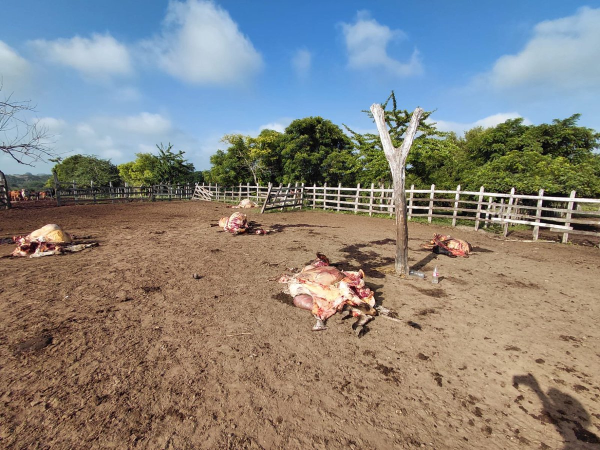 jflafaurie's tweet photo. #SOSGanadero 

¡No hay derecho!

Ayer, entre las 6:00 p. m. y la medianoche, aproximadamente 10 personas armadas ingresaron de manera irregular a la finca Las Delicias, municipio de Morroa, cerca de Los Palmitos y de El Rincón.

Los individuos, mediante intimidación con armas de fuego de corto alcance, procedieron a amordazar e inmovilizar a los cuidanderos de la finca y posteriormente robaron sus pertenencias, incluidos sus celulares y otros bienes personales.

De igual manera, mediante la modalidad de carneo, sacrificaron 5 vacas lecheras de alto valor comercial dejando únicamente los restos óseos de los animales.

Solicitamos respetuosamente a las autoridades competentes reforzar las medidas de seguridad y vigilancia en la zona ya que estos hechos se vienen repitiendo de manera preocupante en diferentes fincas y sectores aledaños generando temor y gran preocupación entre los propietarios, trabajadores y habitantes.

@Fedegan 
@PoliciaColombia 
@CarabinerosCol 
@COL_EJERCITO