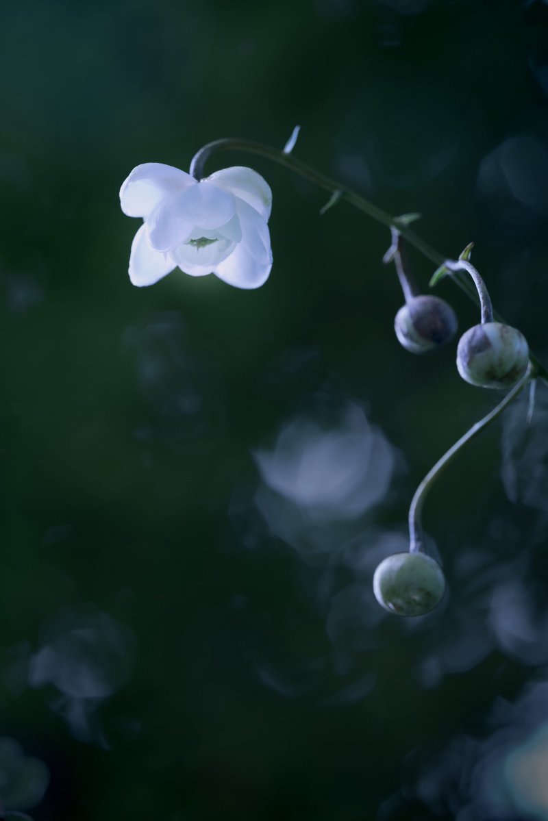 takao_camera's tweet photo. 蓮華升麻

レンゲショウマが咲いていました。キンポウゲ科。日本固有の1属1種の植物で、東北地方南部～近畿地方に分布しています。山の林の中などに咲きます。「森の妖精」「森のシャンデリア」などと呼ばれているそうです。
花言葉は、伝統美。 https://t.co/SUEe6TVqMx