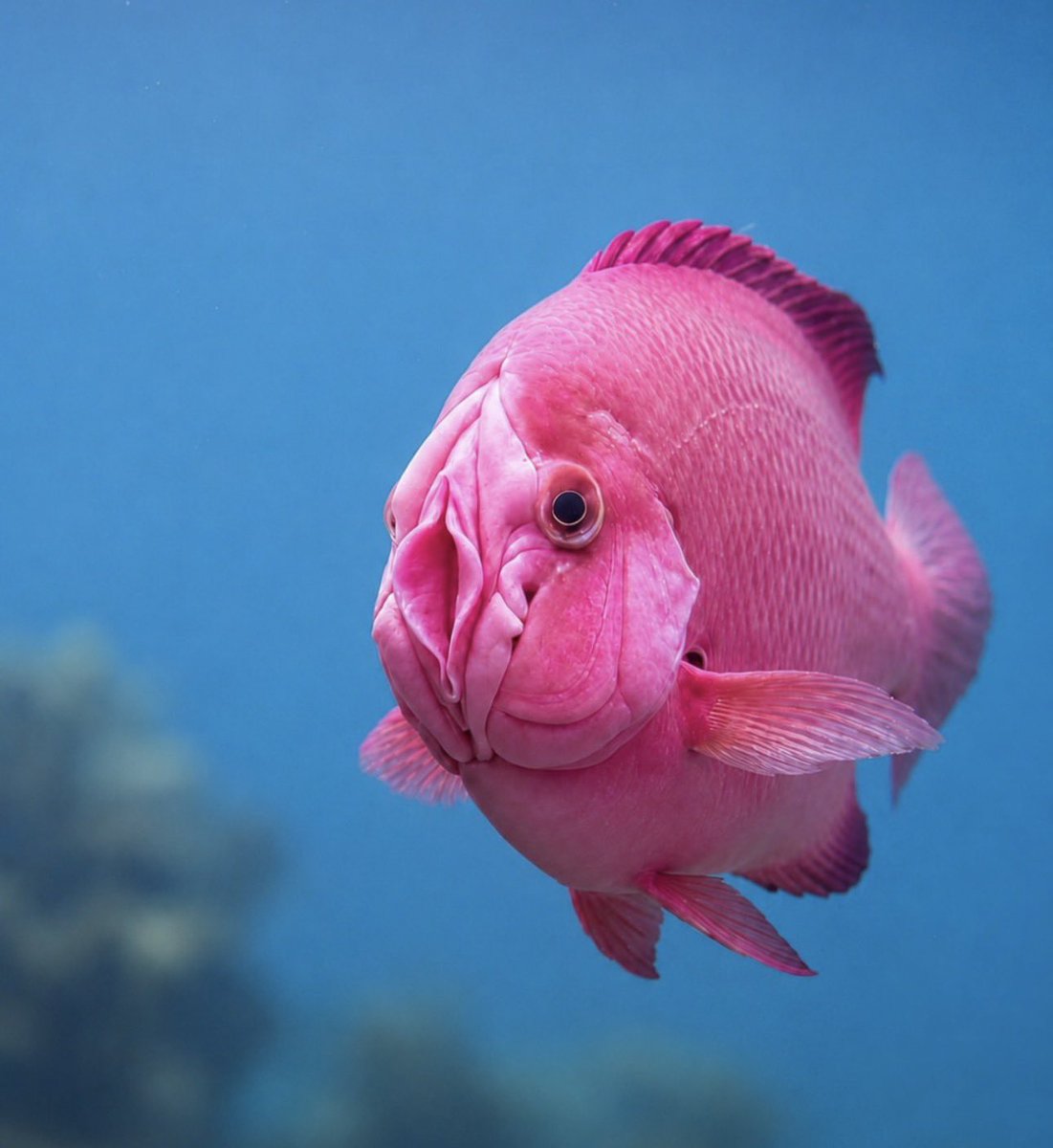 TheDonClub's tweet photo. This is a new species of fish…I think this should be the new TVN ( The Vagina Network) mascot…. https://t.co/jy7QzFoKtY