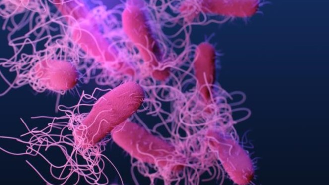 StratCons's tweet photo. Salmonella es la BACTERIA que causa salmonelosis, con fiebre y síntomas gastrointestinales.
Se transmite por alimentos crudos o mal cocidos, manos, superficies y utensilios contaminados  y también de animales a personas.
El ignorante @EduardoClark dice que es un virus.
🤦🏻‍♂️ https://t.co/SJ9VUZgvig