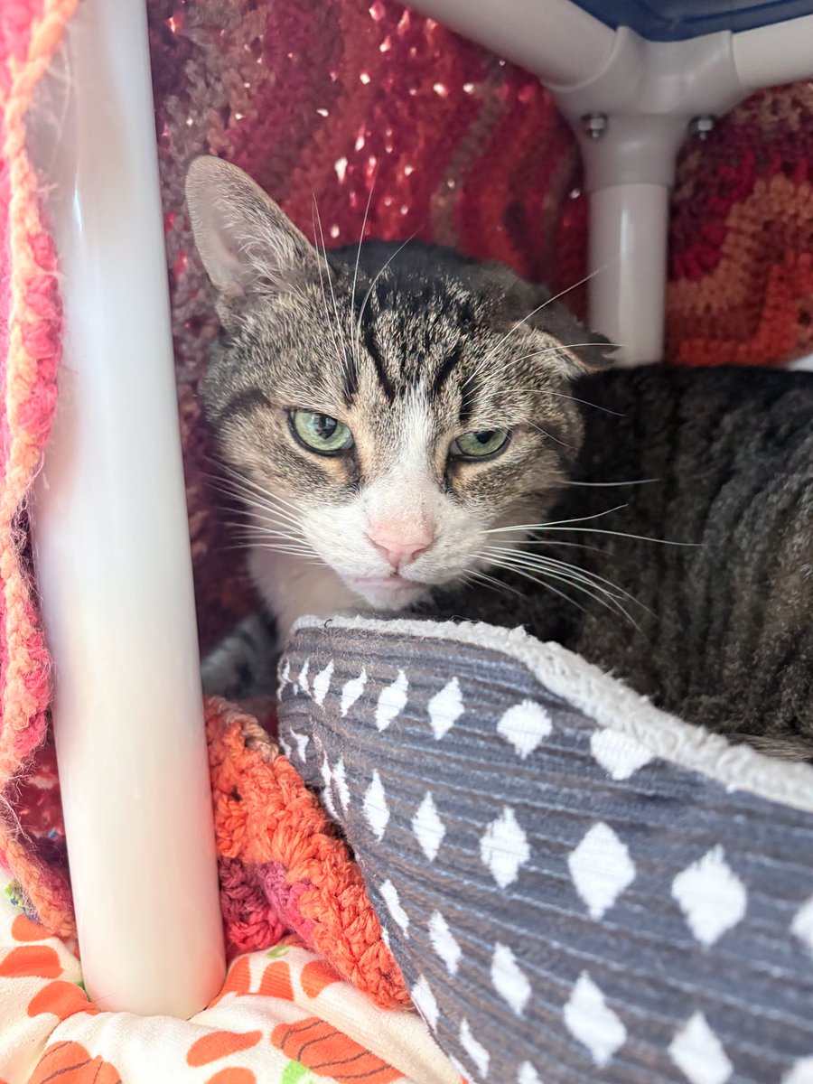 GuelphLostPets's tweet photo. SEEKING OWNER. Brown tabby &amp; white short-haired male cat found near Fergus St &amp; Wheeler Ave in Guelph on Sept 3. If he's yours or you have any info about him contact #Guelph Humane Society at 519-824-3091 or lostandfound@guelphhumane.ca (ID 2000480482) https://t.co/tUFwyVG1Fh