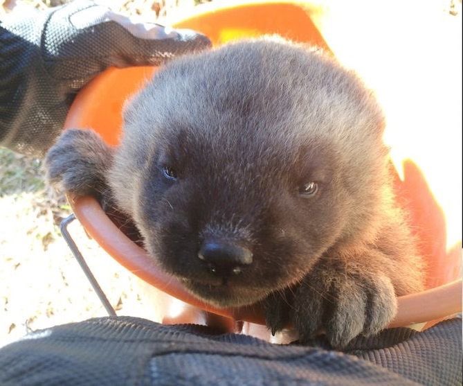 MYSTERYWHlTEBOY's tweet photo. @alicesynths ittle baby https://t.co/iJSB7zByhr