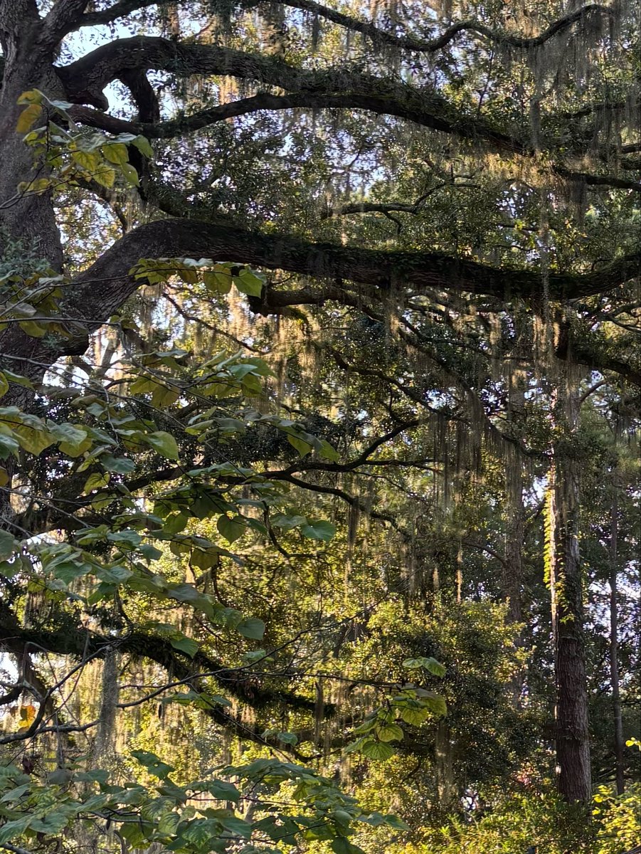 MLORLY's tweet photo. September sunlight.  Low Country. https://t.co/OnHkAj5hFG