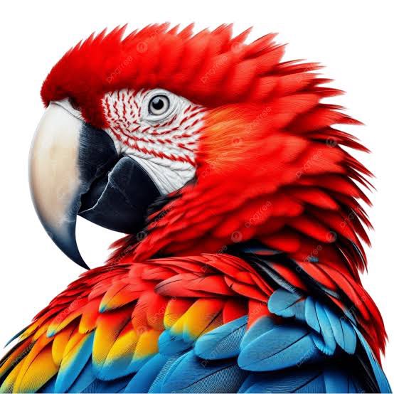 Ukashahhh's tweet photo. @Bigi_Chima Hey 🦜 https://t.co/GikEzbDggm