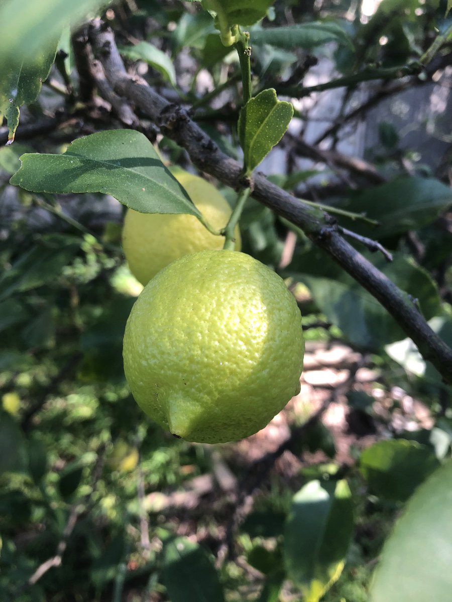 Anthony78644696's tweet photo. #LemonTree https://t.co/NdDFYAoGvd