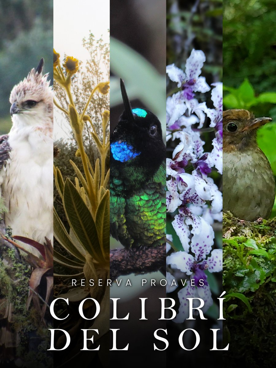 ProAvesColombia's tweet photo. 🌿 Celebramos 21 años de la Reserva ProAves Colibrí del Sol.
Dos décadas de trabajo por la conservación de los ecosistemas de alta montaña y la biodiversidad que habita en ellos.
📍Urrao, Antioquia
💚 Visítanos y sé parte de esta historia.
#ProAves #Conservación #ParamoDelSol https://t.co/jk2VcUpGYm