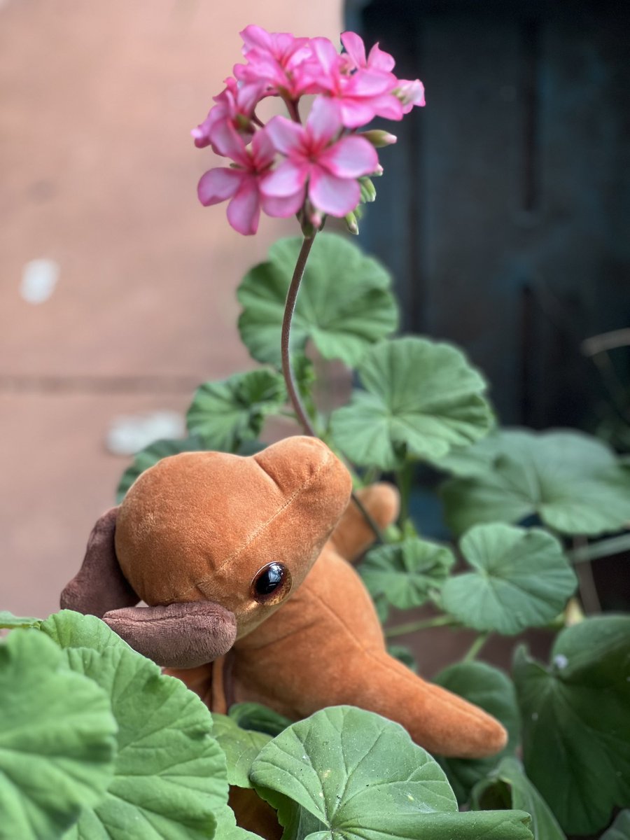 amawrenth's tweet photo. Gadget plushie!!!
#theflightsmp #legundo #theflightgadget #theflightlegundo #tflegundo https://t.co/gnsn6zs7ZE