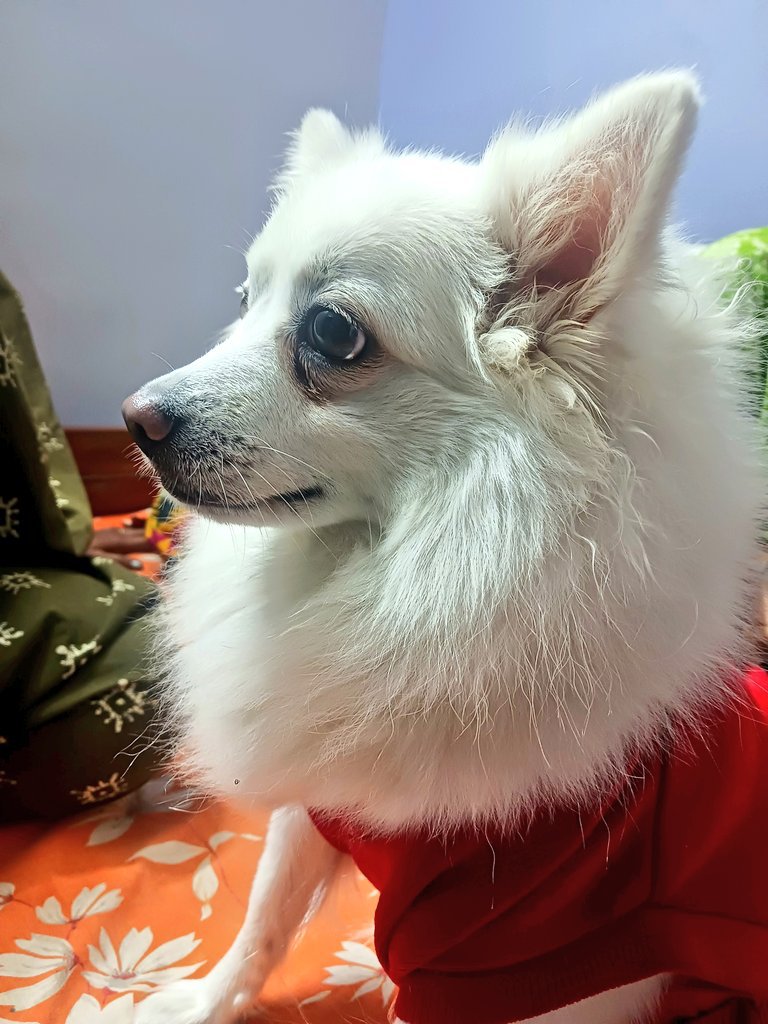 _rishav2nd's tweet photo. Say "Hello" to Chiku or Have a terrible Weekend ! https://t.co/SdV0qqAD5P