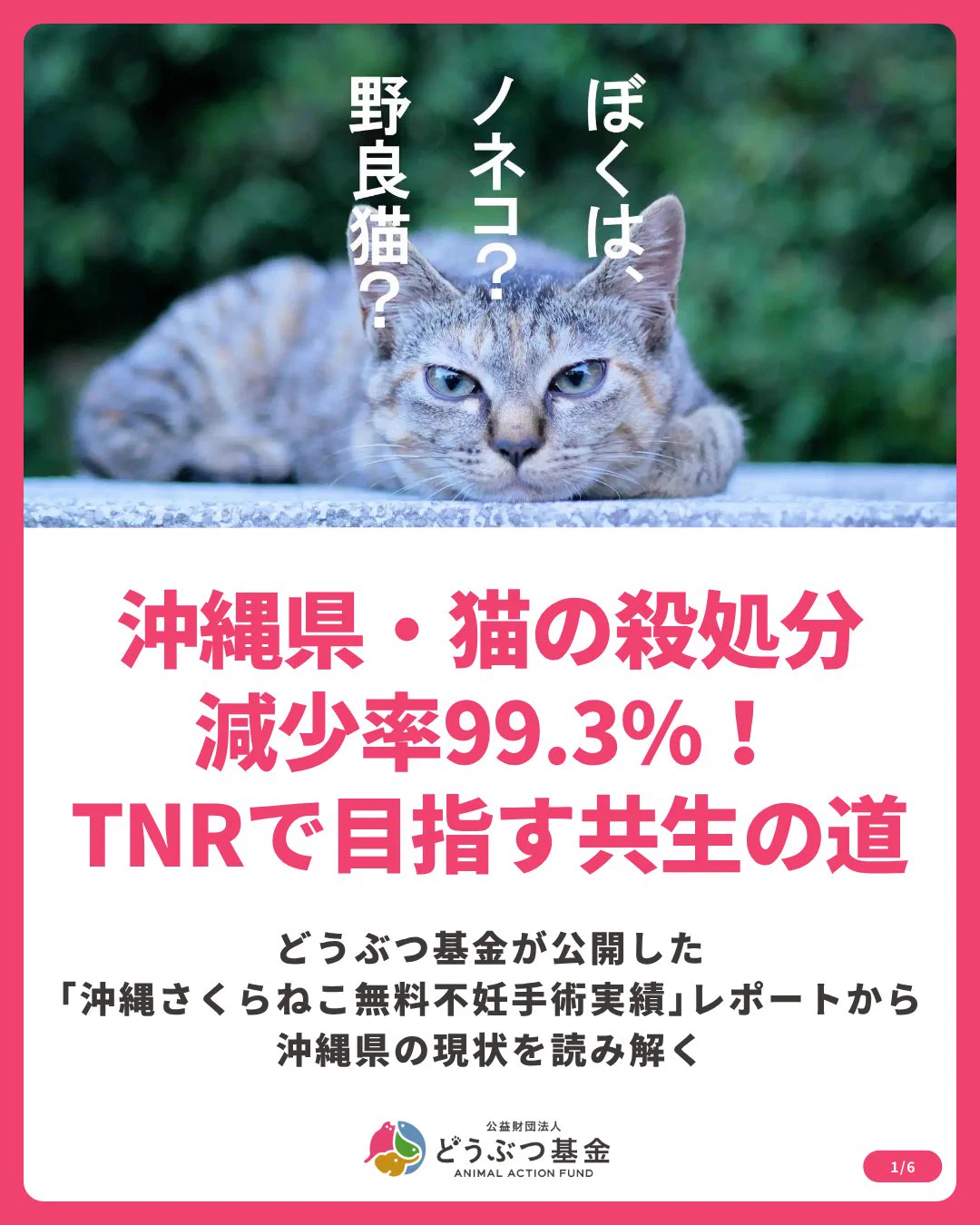 公益財団法人どうぶつ基金 on X: 