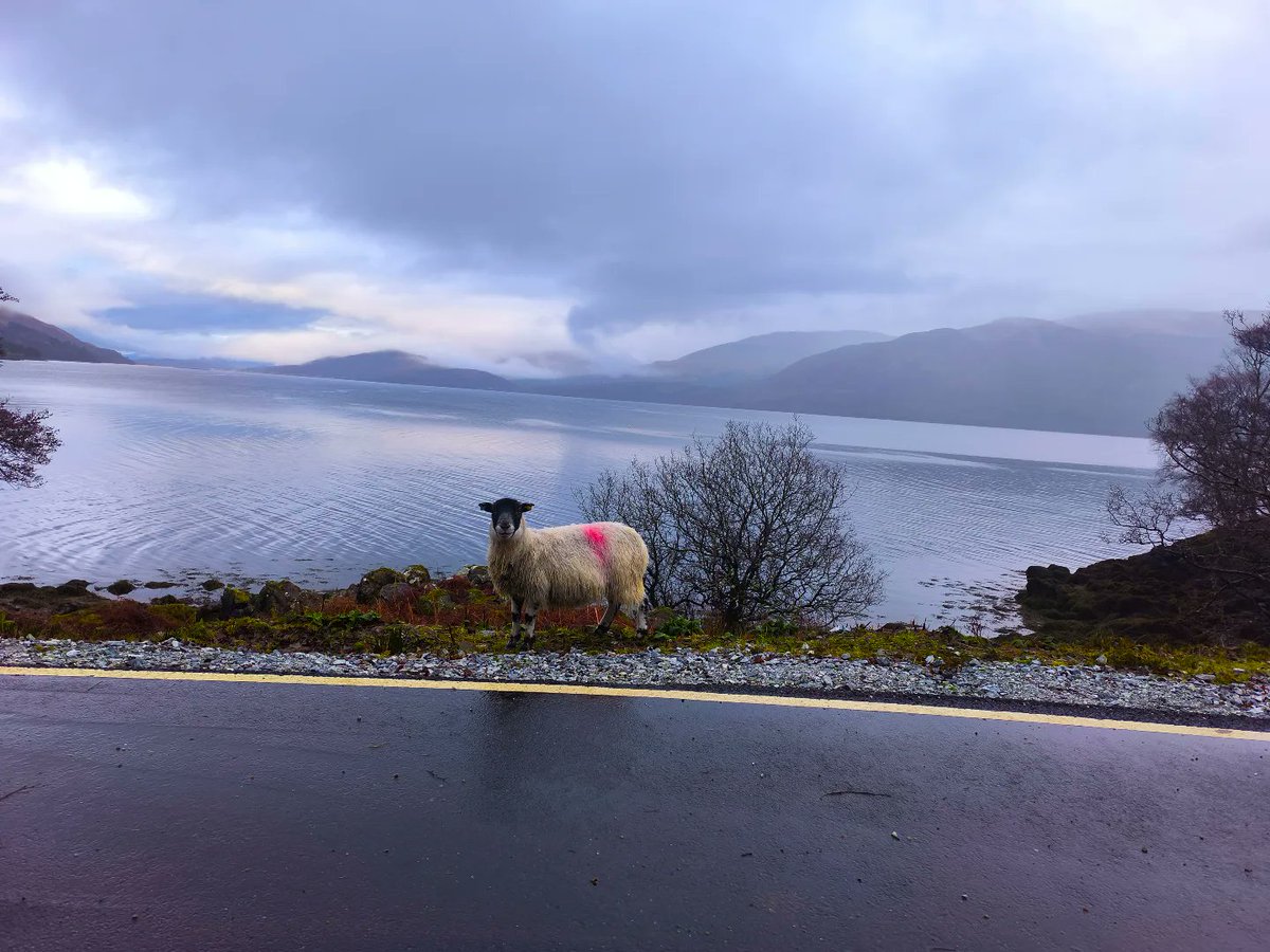 IraFinebercix's tweet photo. When the world goes wrong, somewhere a sheep is standing upright. https://t.co/W3PnJVnh8L