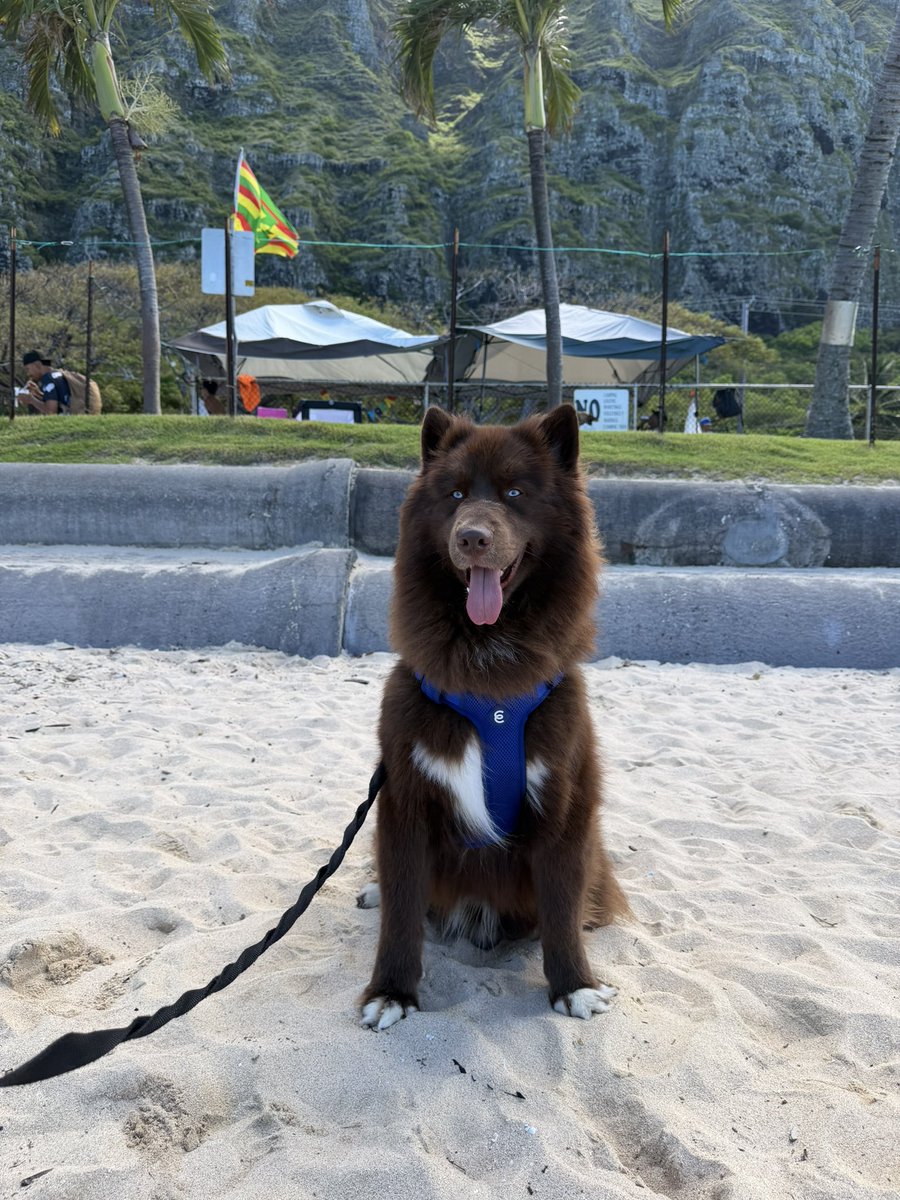 ChocoHIHusky's tweet photo. Chocolate Hawaiian Husky

#chocolatehusky #brownhusky #husky #hawaii #chocolatehawaiianhusky https://t.co/b8ngJuRpef