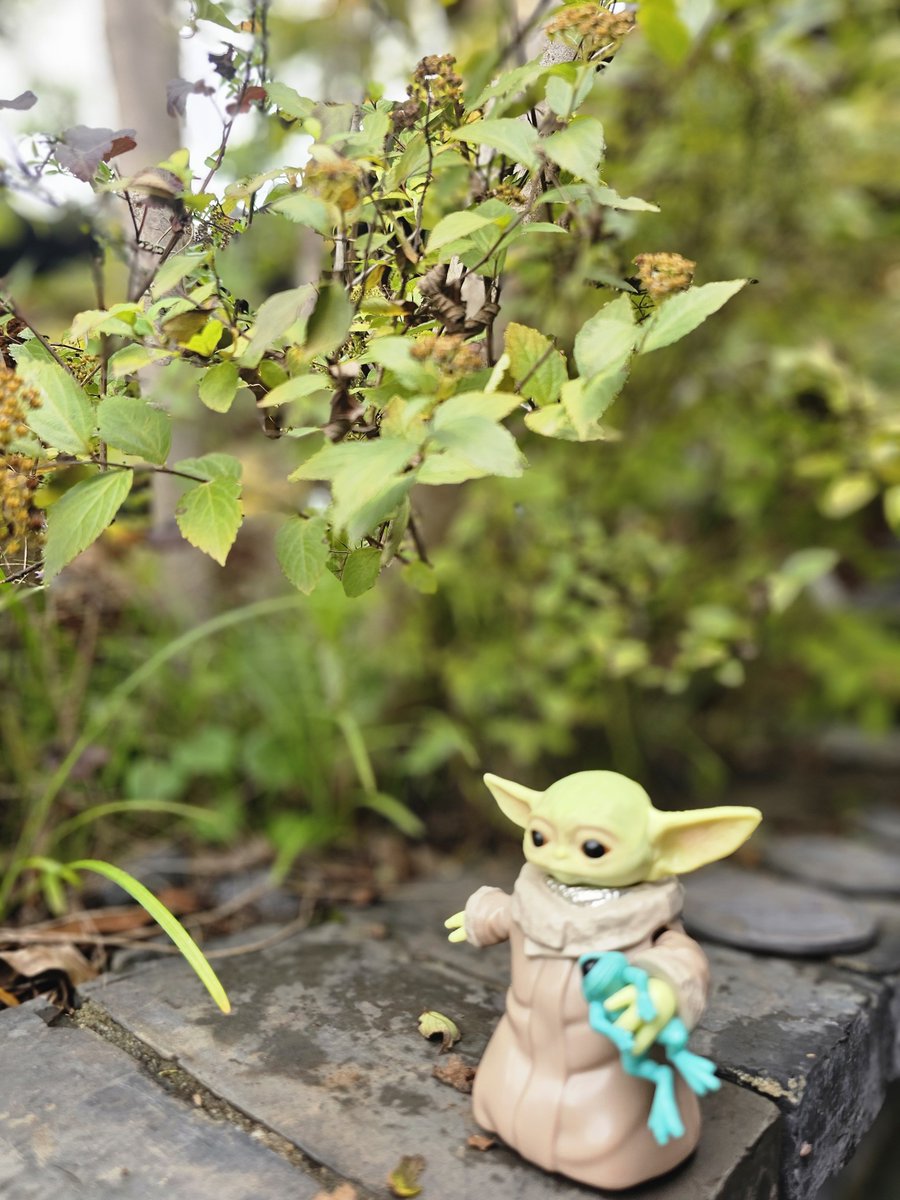 Grogutrip's tweet photo. お店が素敵すぎて☺

#Grogu 
#BabyYoda
#WhereIsGrogu
#グローグーがいる生活
#旅するグローグー🇯🇵 https://t.co/7Gjs8xh9s7