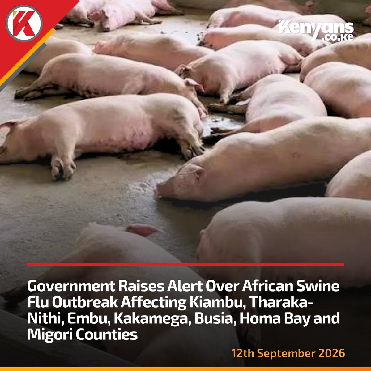Kenyans's tweet photo. Government raises alert over African Swine flu outbreak affecting Kiambu, Tharaka-Nithi, Embu, Kakamega, Busia, Homa Bay and Migori counties https://t.co/h4BZcE7RZn