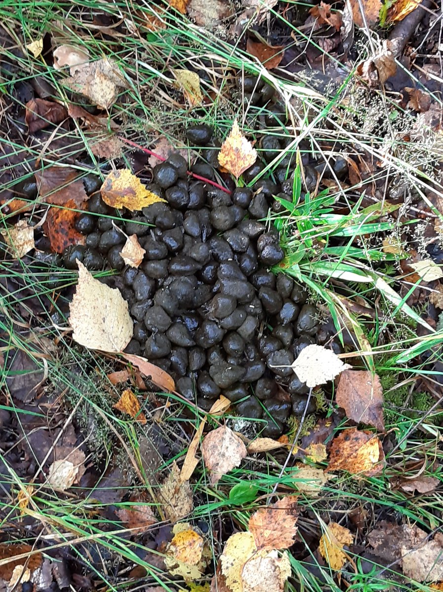 IPurssila's tweet photo. @GladTia Hirven jätös istutetussa koivikossa noin 50 m pihasta. Viime syksynä yksi hirvi juoksi pitkin peltoa metsästyksen aikaan, olisiko sama jättänyt tämän? Makuupaikkaa ei ollut. https://t.co/zFG6FvenGM