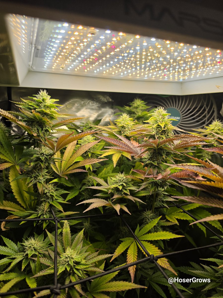 hosergrows's tweet photo. Ngl... This Lung Butter 🫁🧈 Kinda becoming my favorite plant so far!

Look at those beautiful colors!  

And she stacking those flowers!

She definitely lit another spark under me cuz I'm havin even more fun! 

#HoserGrows #growyourown https://t.co/4EDRm6azRB
