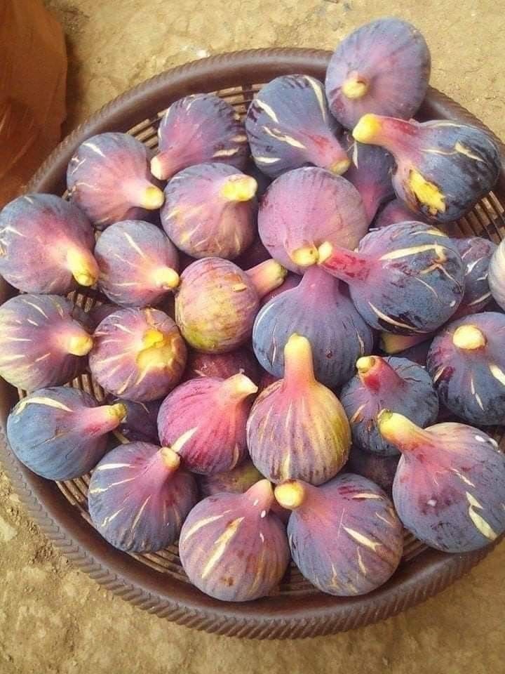 ThinkNGuess's tweet photo. Can you recognize this fruit? Name it. https://t.co/L9wufmNOkB