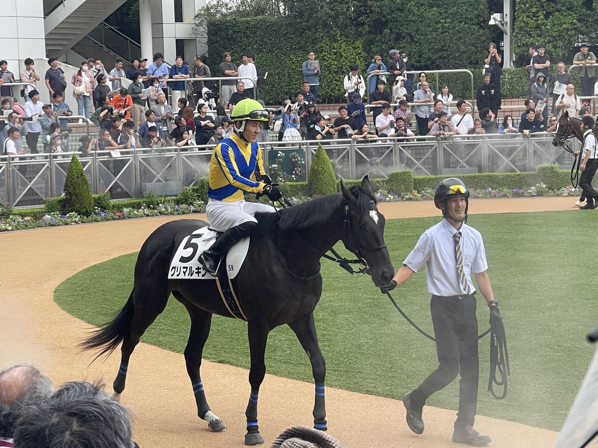 Griffey_Derby's tweet photo. 2026年9月12日(土)
中山5R 2歳新馬 芝1600m 12:10 発走
5番 グリマルキン 丹内騎手
頑張れー！

#京サラ
#京都サラブレッド
#柄崎厩舎
#一口馬主
#リオンディーズ
#グリマルキン
#パドック https://t.co/nZ4habK3El