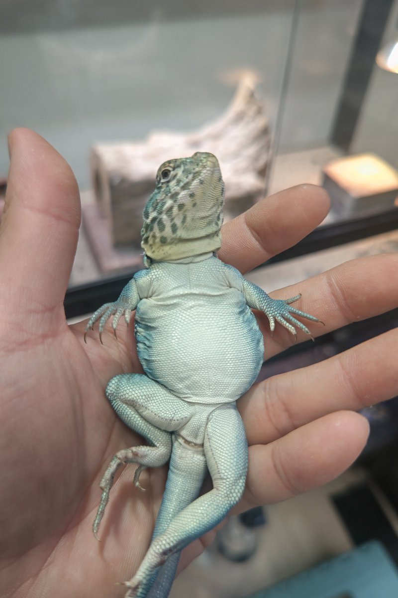 ns_nest's tweet photo. 明日の販売個体紹介②
トウブクビワトカゲ
ロカリティ ウィチタマウンテン
5月生まれの個体を連れていきます。
オスは脱皮する度に青くなり変化を楽しめると思います。
#エキゾチックレプアンドアクアエキスポ 
#エキゾチックレプタイルエキスポ 
#爬虫類イベント 
#クビワトカゲ 
#ホウセキカナヘビ https://t.co/thy2l2EarJ
