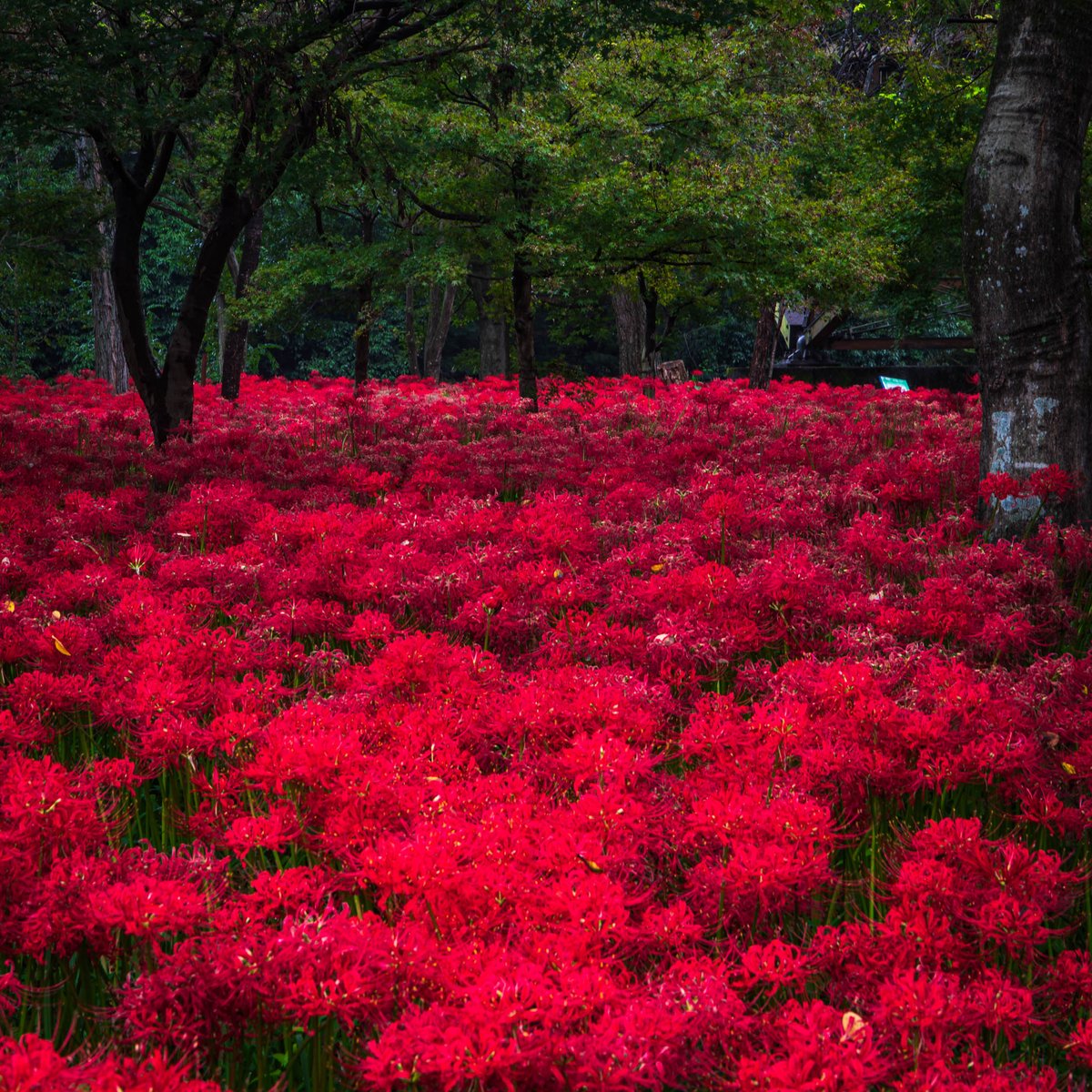 yoshito_photo1's tweet photo. 今年も巾着田の彼岸花が楽しみです https://t.co/nwMsUXt5Wv
