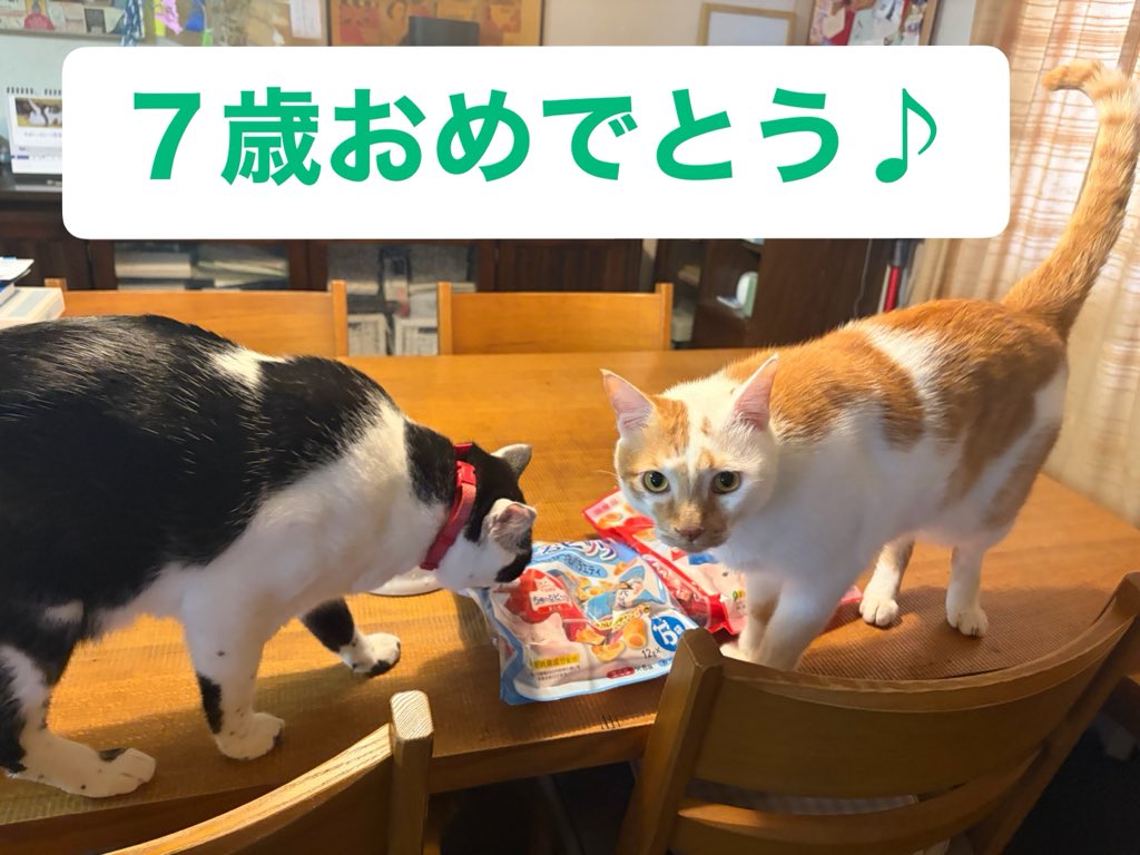 prf_3r's tweet photo. ７歳おめでとう🎉
大きくなりました〜🐈‍⬛🐈 https://t.co/HeoLeFje27